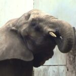 マルミミゾウの「ナナ」没後10年 – African forest elephant “NANA”