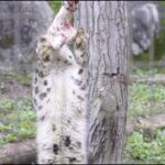 ユキヒョウ大好き03