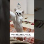 チワハラ被害が止まりません#チワワ #あるある