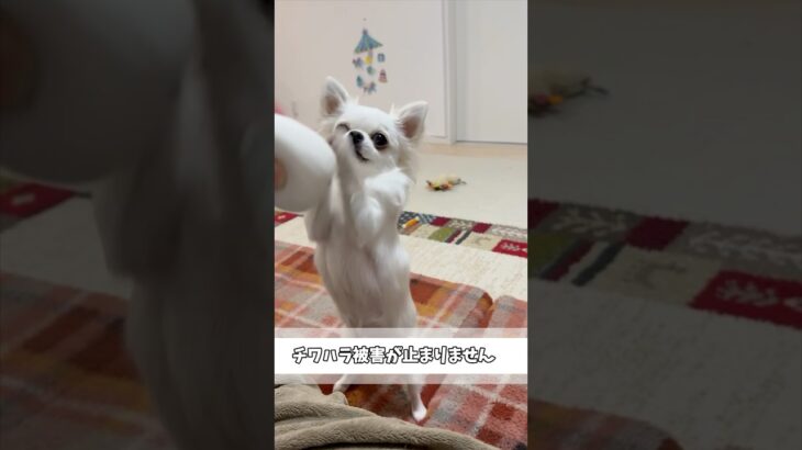 チワハラ被害が止まりません#チワワ #あるある