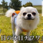 【密着!!#7】ある日の休日チワワ