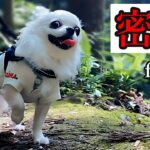 【密着!!#9】休日チワワの1日【軽登山系チワワ】