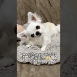 うみとシンクロしたワンちゃんいますか？🤣#チワワ #犬のいる生活 #首を傾げる音源