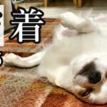 【密着#15】チワワの週末が忙しすぎた…