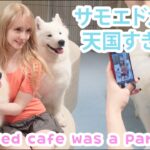 大阪の旅行〜 サモエドカフェ行った！Samoyed Cafe 🐾