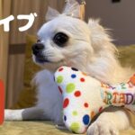 うみ2歳誕生日イブLIVE