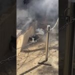 蒸し猫【ONSEN STEAM CATS】